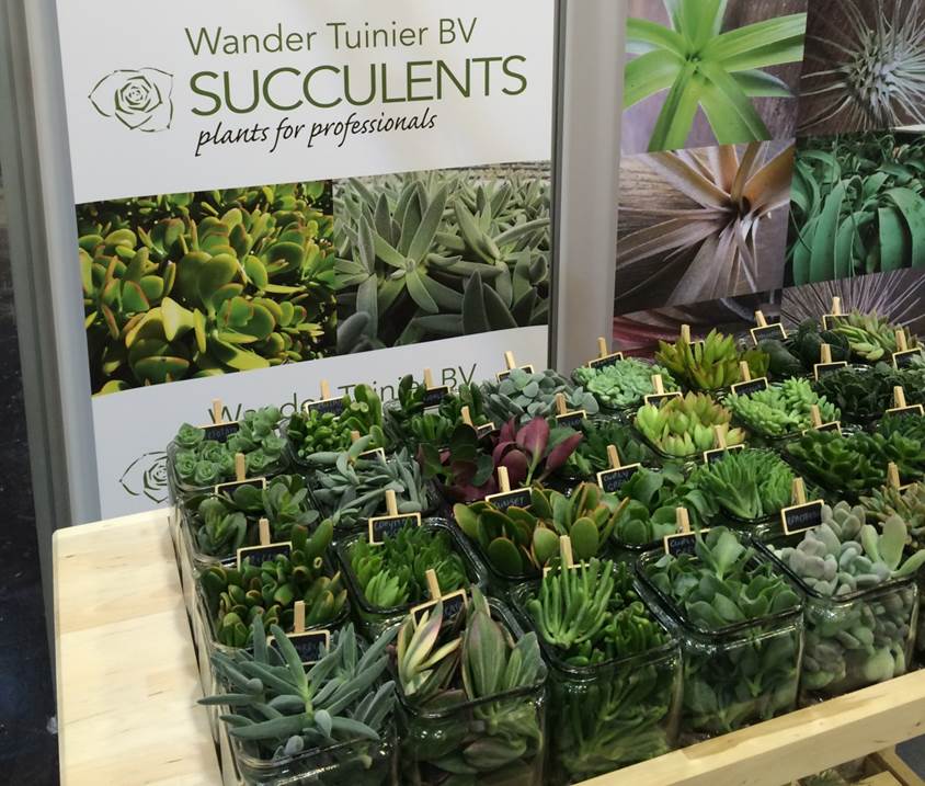 Plantes grasses et succulentes plant - Production artisanale