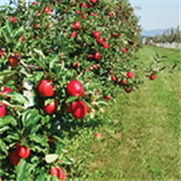 Pommier, Avertissement No 4, 8 mai 2019