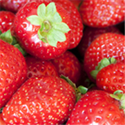 Fraise, Fiche technique : La gestion des bâches dans les fraisières au printemps