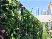 Portrait de l'agriculture urbaine commerciale au Québec