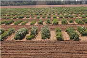 Évaluation de variétés de pommes de terre au Québec