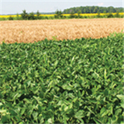 Grandes cultures, Fiche technique : Maladies, mycotoxines et fongicides appliqués au champ dans le maïs grain et le maïs ensilage : que savons-nous?