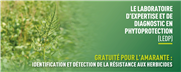 Tarif 2024 du LEDP : Identification et détection de la résistance aux herbicides pour l'amarante