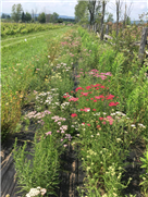 RAPPORT FINAL - Évaluation de l’efficacité des bandes florales à contrôler les populations du scarabée japonais dans la culture de la vigne.