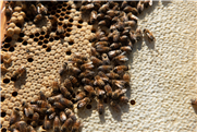 Réseau apicole - Bulletin zoosanitaire : enquête sur la mortalité hivernale des colonies d’abeilles au Québec en 2015