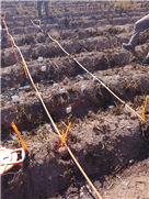 Fin du projet "Mise à l'essai d'un système d'irrigation goutte à goutte mobile en contexte d'entreprises spécialisées dans la production de pommes de terre"