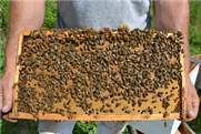 Feuille de suivi de la ruche
