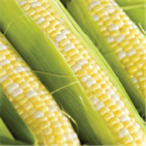 Maïs sucré, Bulletin d'information No 3 : Bio-insecticides, insecticides et fongicides foliaires homologués dans la culture du maïs sucré en 2024