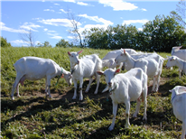 L'élevage de la chèvre