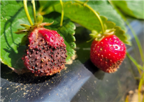 FICHE SYNTHÈSE - Évaluation et adaptation d'un modèle bioclimatique chez les producteurs de fraises à jours neutres du Québec afin de lutter contre l'anthracnose.