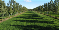 Les systèmes agroforestiers intercalaires