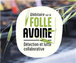 Webinaire sur la folle avoine : Détection et lutte collaborative