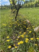 Les couvre-sols sur le rang en vignoble québécois - 4 fiches techniques