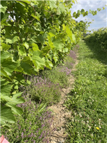 Évaluation de couvre-sols permanents sur le rang dans la culture de la vigne au Québec - Fiche synthèse