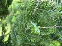 Puceron des pousses du sapin