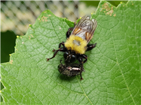 La biodiversité en pépinière ornementale