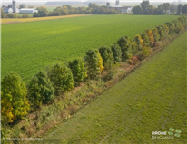 Les haies agroforestières : un potentiel de séquestration du carbone confirmé en Montérégie