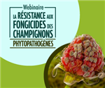 Webinaire sur la résistance aux fongicides des champignons phytopathogènes