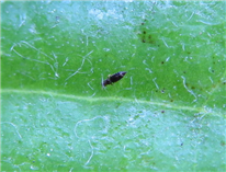 Thrips contre thrips