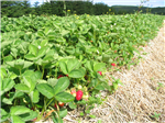 Prévision des rendements: résultats à l'échelle commerciale pour la variété de fraise Seascape