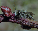 L’osmie, une abeille de la forêt boréale au service de l’agriculture nordique. 