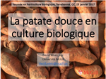 La patate douce en culture biologique