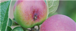 Confusion sexuelle contre le carpocapse de la pomme - Observation hebdomadaire et traitement insecticide