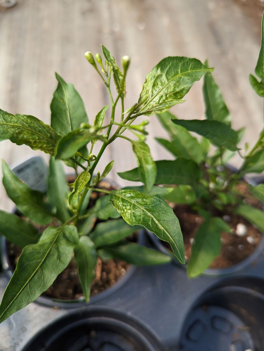 Tarsonème trapu sur Solanum jasminoides