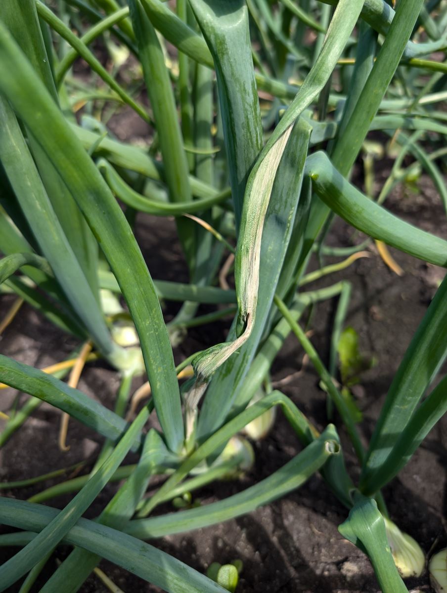 Image Agri-Réseau