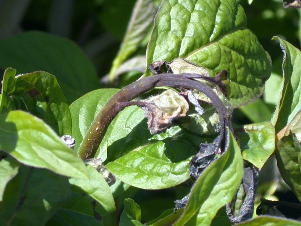 Lilas affecté par la brulure bactérienne du lilas (Pseudomonas syringae)