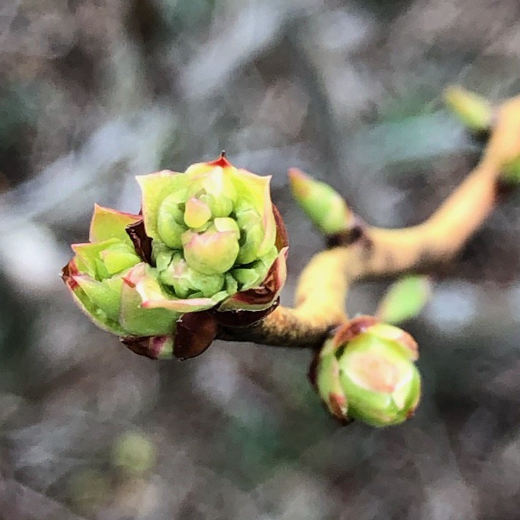 Éclatement des bourgeons à fruits