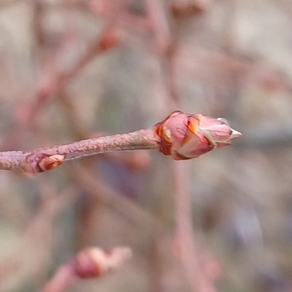 Gonflement des bourgeons à fruits