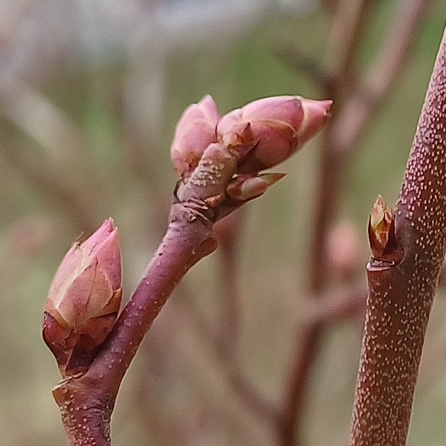 Gonflement des bourgeons à fruits