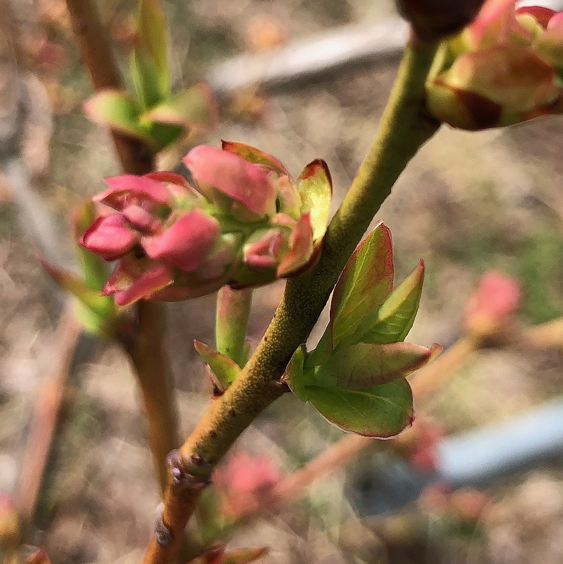 Éclatement des bourgeons à fruits