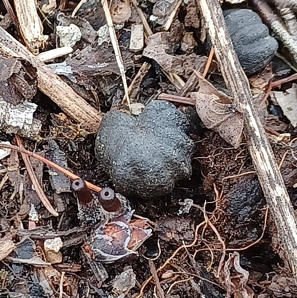 Éclatement des bourgeons à fruits