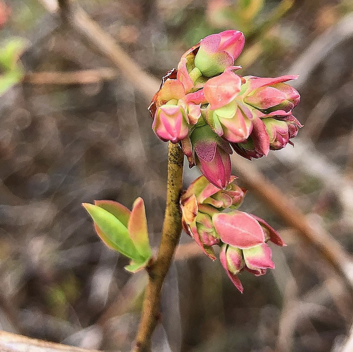 Éclatement des bourgeons à fruits