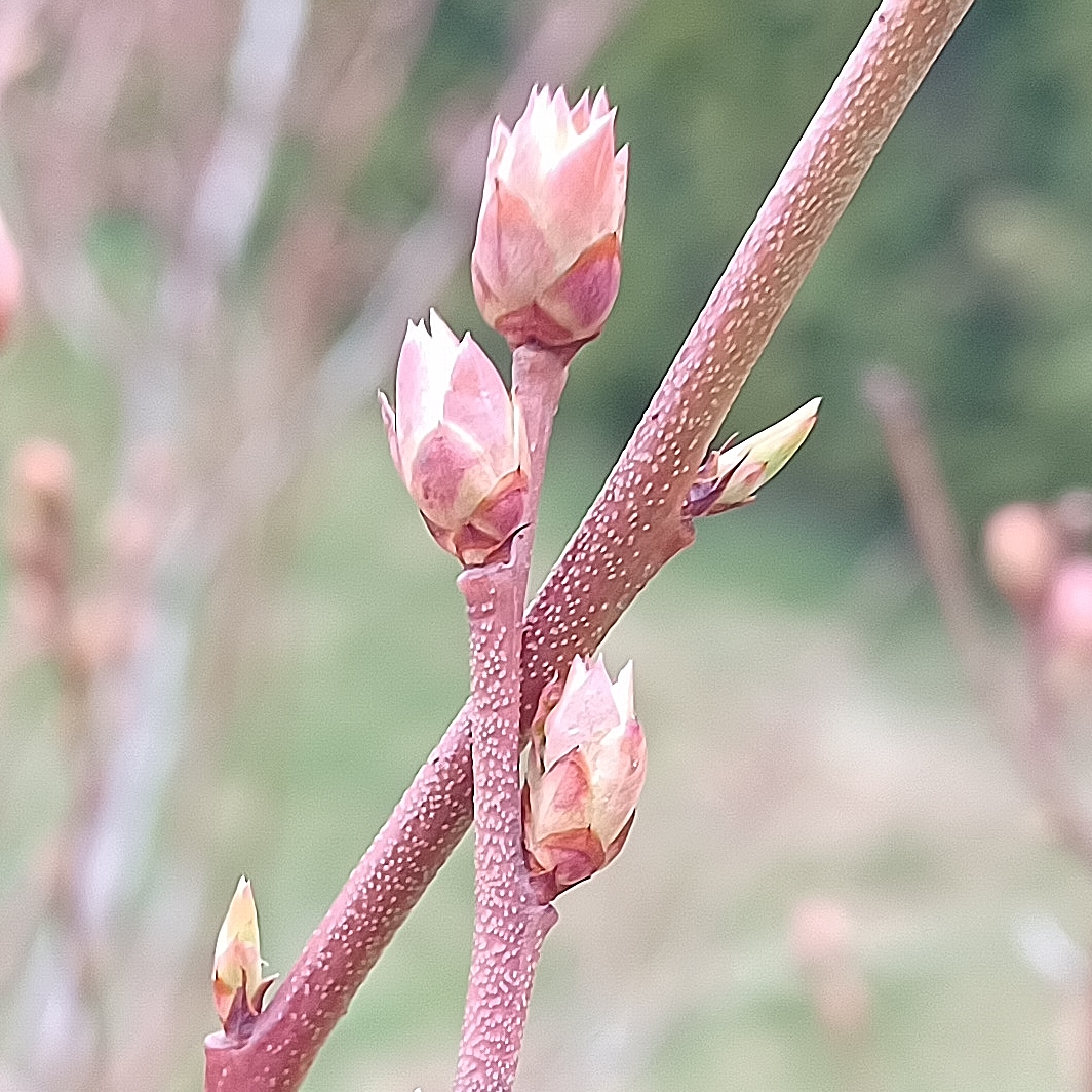 Gonflement des bourgeons à fruits