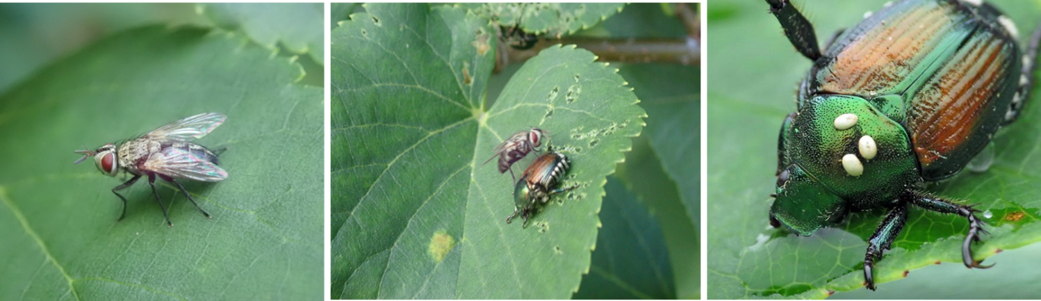 I. aldrichi parasitant un scarabée japonais