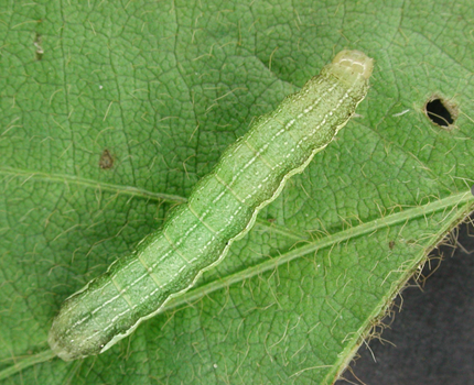 Image Agri-Réseau