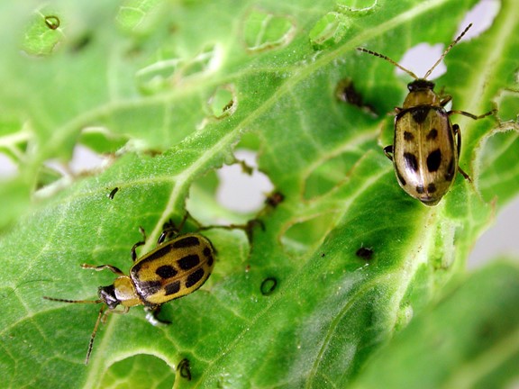 Image Agri-Réseau