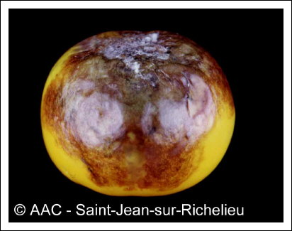 Phytophthora infestans (Mont.) de Bary