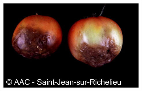 Phytophthora infestans (Mont.) de Bary