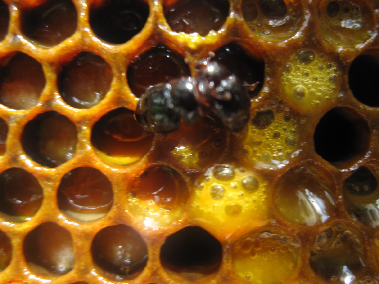 Pollen et miel fermenté par les larves du petit coléoptère de la ruche | Martine Bernier